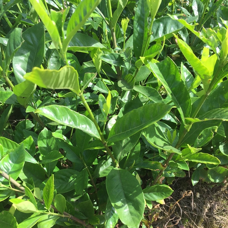 大叶栀子牡丹栀子花山栀子树景观绿化工程花卉植物