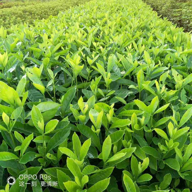 大叶栀子牡丹栀子花山栀子树景观绿化工程花卉植物