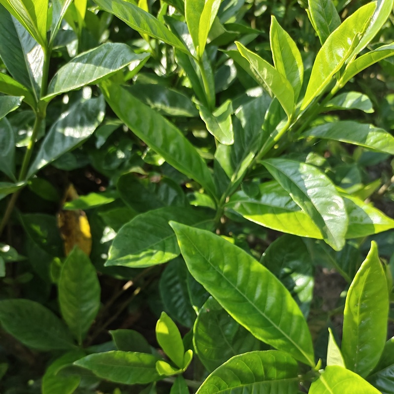 大叶栀子牡丹栀子花山栀子树景观绿化工程花卉植物