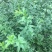 迎春花迎春柳市政园林绿化工程垂蔓花卉植物云南黄素馨