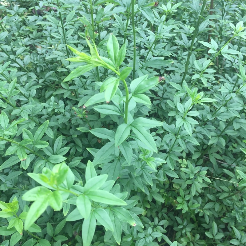迎春花迎春柳市政园林绿化工程垂蔓花卉植物云南黄素馨