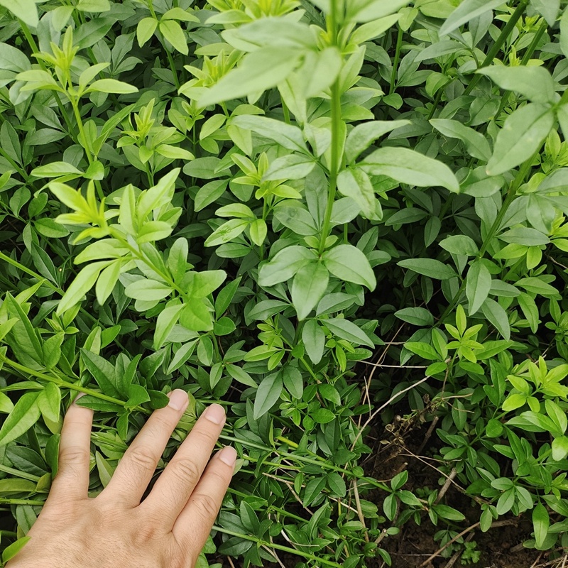 迎春花迎春柳市政园林绿化工程垂蔓花卉植物云南黄素馨