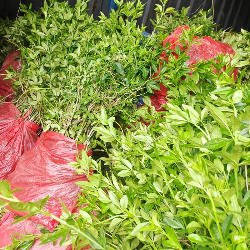 迎春花迎春柳市政园林绿化工程垂蔓花卉植物云南黄素馨