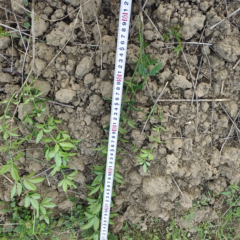 迎春花迎春柳市政园林绿化工程垂蔓花卉植物云南黄素馨