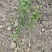 迎春花迎春柳市政园林绿化工程垂蔓花卉植物云南黄素馨