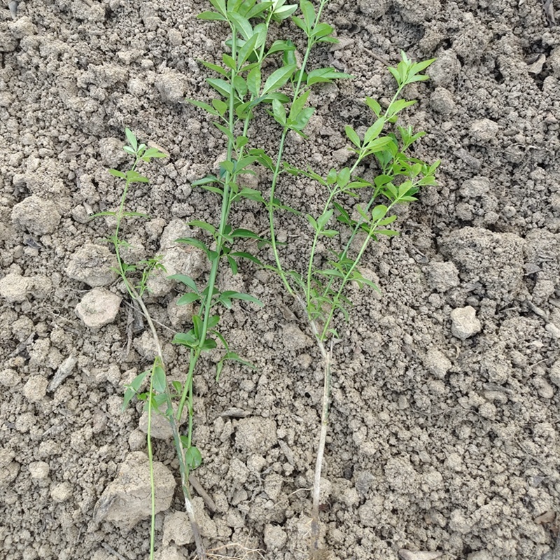 迎春花迎春柳市政园林绿化工程垂蔓花卉植物云南黄素馨