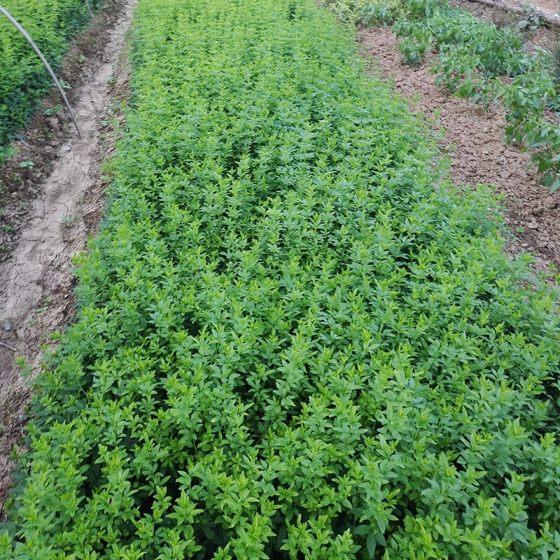 迎春花迎春柳市政园林绿化工程垂蔓花卉植物云南黄素馨