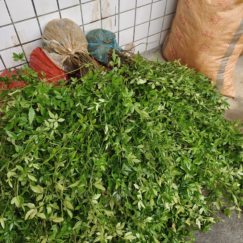 迎春花迎春柳市政园林绿化工程垂蔓花卉植物云南黄素馨