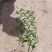 基地种植大叶扶芳藤扶芳藤价格小叶扶芳藤基地