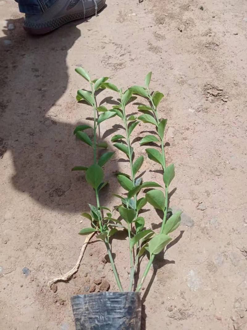 基地种植大叶扶芳藤扶芳藤价格小叶扶芳藤基地