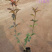 基地种植大叶扶芳藤扶芳藤价格小叶扶芳藤基地