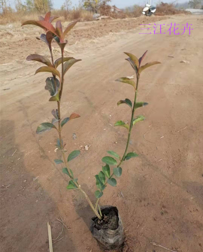 基地种植大叶扶芳藤扶芳藤价格小叶扶芳藤基地