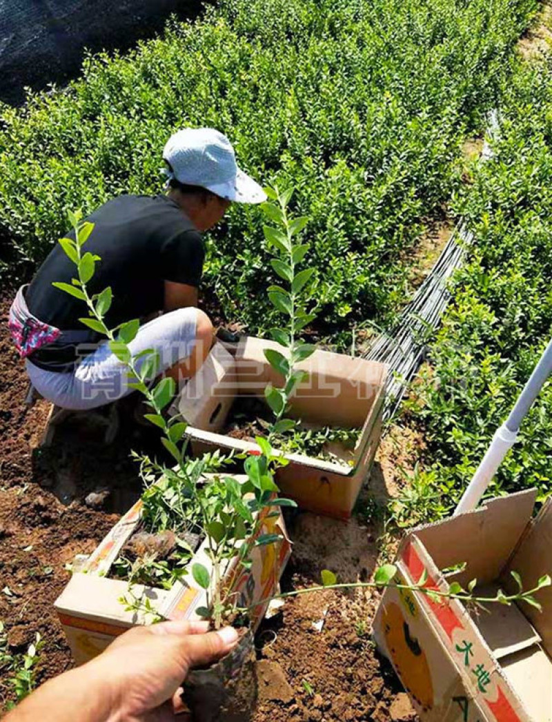 基地种植大叶扶芳藤扶芳藤价格小叶扶芳藤基地