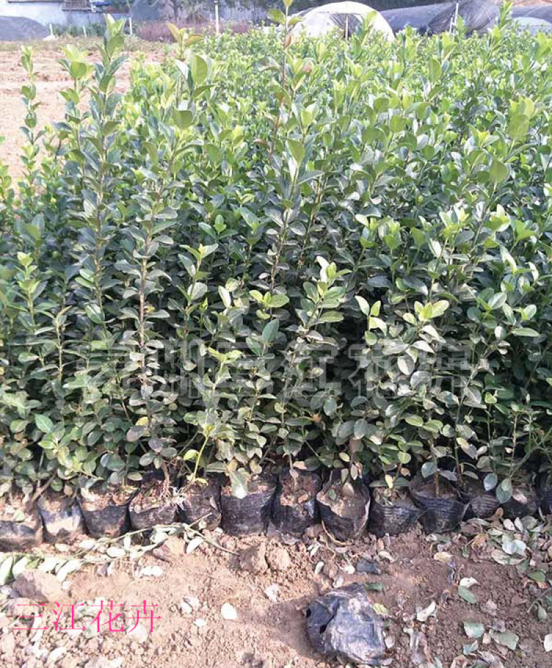 基地种植大叶扶芳藤扶芳藤价格小叶扶芳藤基地