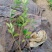 基地种植大叶扶芳藤扶芳藤价格小叶扶芳藤基地