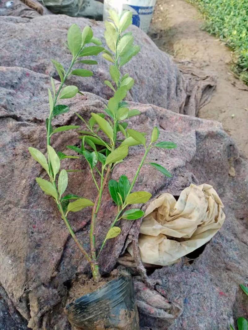 基地种植大叶扶芳藤扶芳藤价格小叶扶芳藤基地