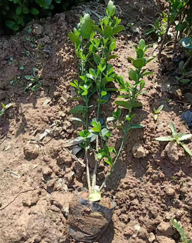 基地种植大叶扶芳藤扶芳藤价格小叶扶芳藤基地