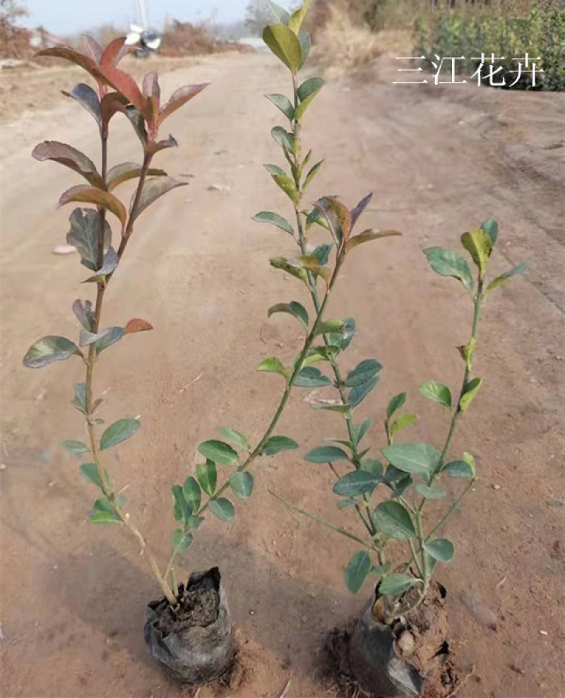 基地种植大叶扶芳藤扶芳藤价格小叶扶芳藤基地