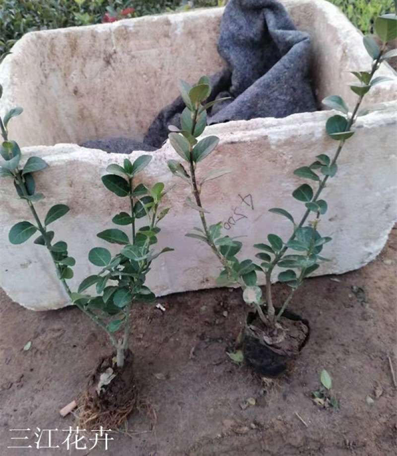 基地种植大叶扶芳藤扶芳藤价格小叶扶芳藤基地