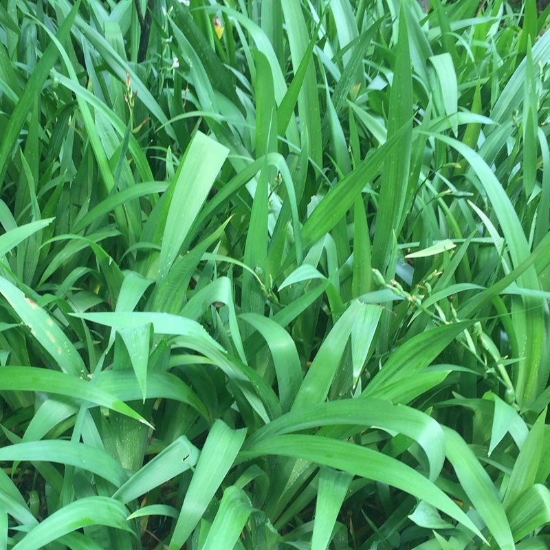 湖南蓝花鸢尾花蓝色燕尾兰草常绿扁竹花株高35蓝蝴蝶