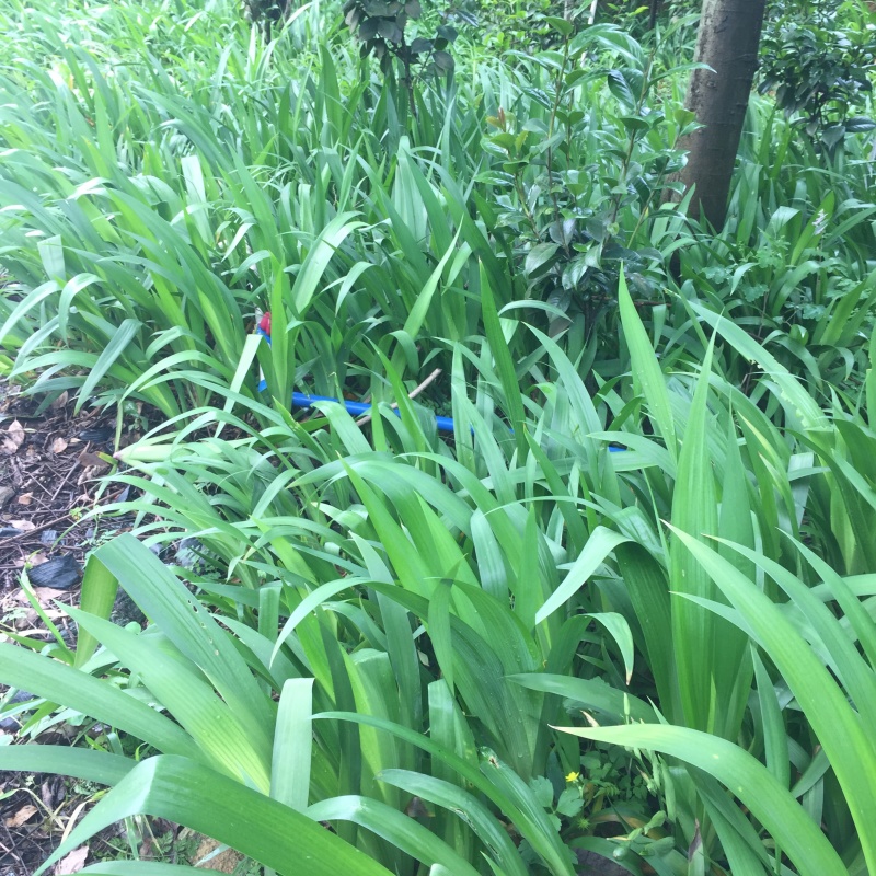 湖南蓝花鸢尾花蓝色燕尾兰草常绿扁竹花株高35蓝蝴蝶