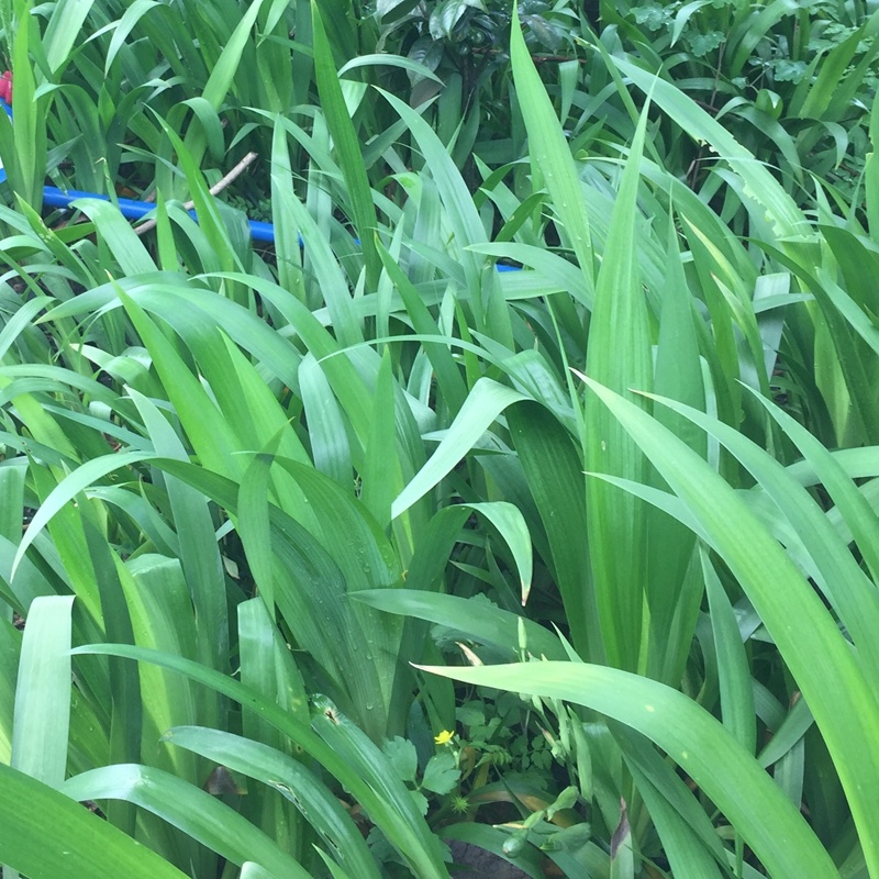 湖南蓝花鸢尾花蓝色燕尾兰草常绿扁竹花株高35蓝蝴蝶
