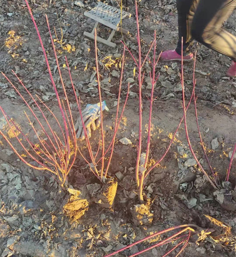 红瑞木批发观径植物红瑞木价格山东红瑞木基地