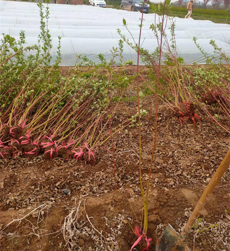 红瑞木批发观径植物红瑞木价格山东红瑞木基地