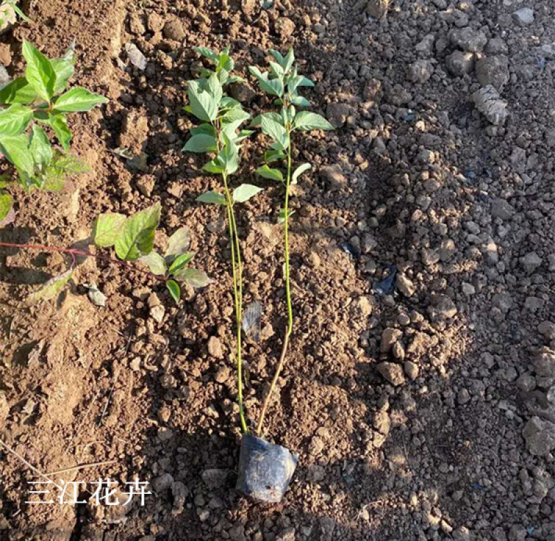 红瑞木批发观径植物红瑞木价格山东红瑞木基地