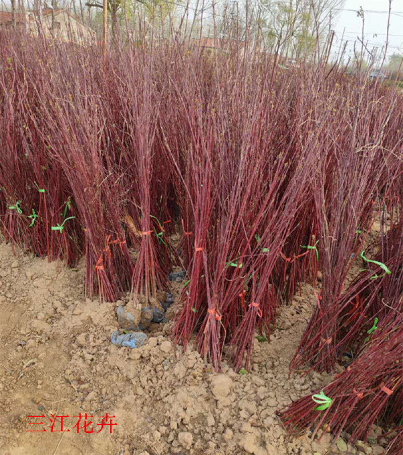 红瑞木批发观径植物红瑞木价格山东红瑞木基地