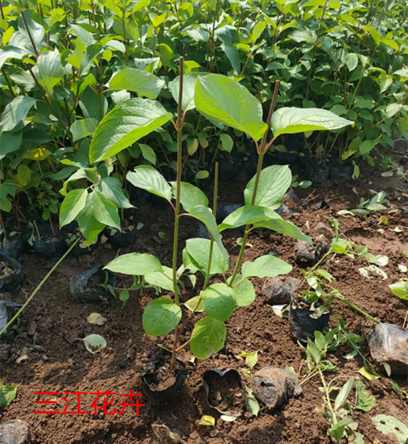红瑞木批发观径植物红瑞木价格山东红瑞木基地