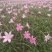 白花葱兰花苗韭莲云南红花风雨兰种球湖道路绿化花卉植物