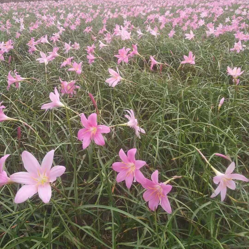 白花葱兰花苗韭莲云南红花风雨兰种球湖道路绿化花卉植物
