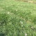 白花葱兰花苗韭莲云南红花风雨兰种球湖道路绿化花卉植物