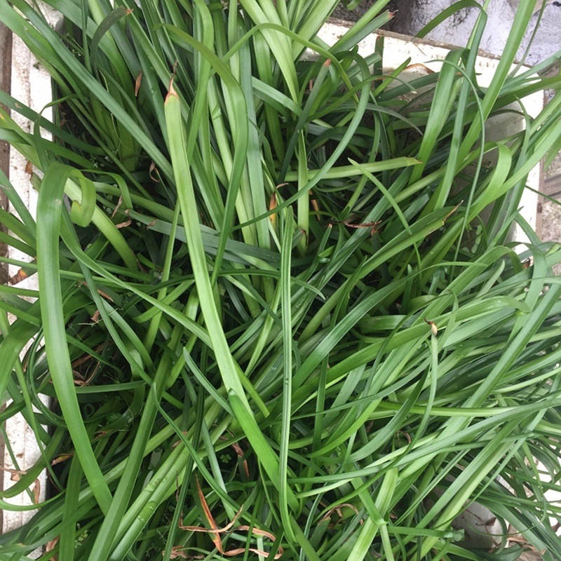 白花葱兰花苗韭莲云南红花风雨兰种球湖道路绿化花卉植物