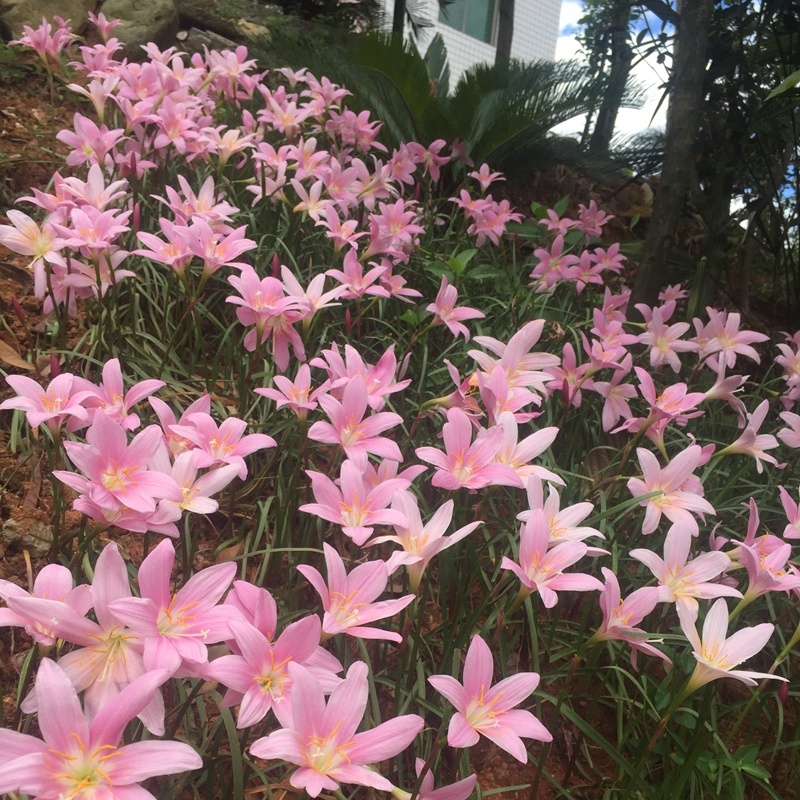 白花葱兰花苗韭莲云南红花风雨兰种球湖道路绿化花卉植物