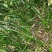 白花葱兰花苗韭莲云南红花风雨兰种球湖道路绿化花卉植物