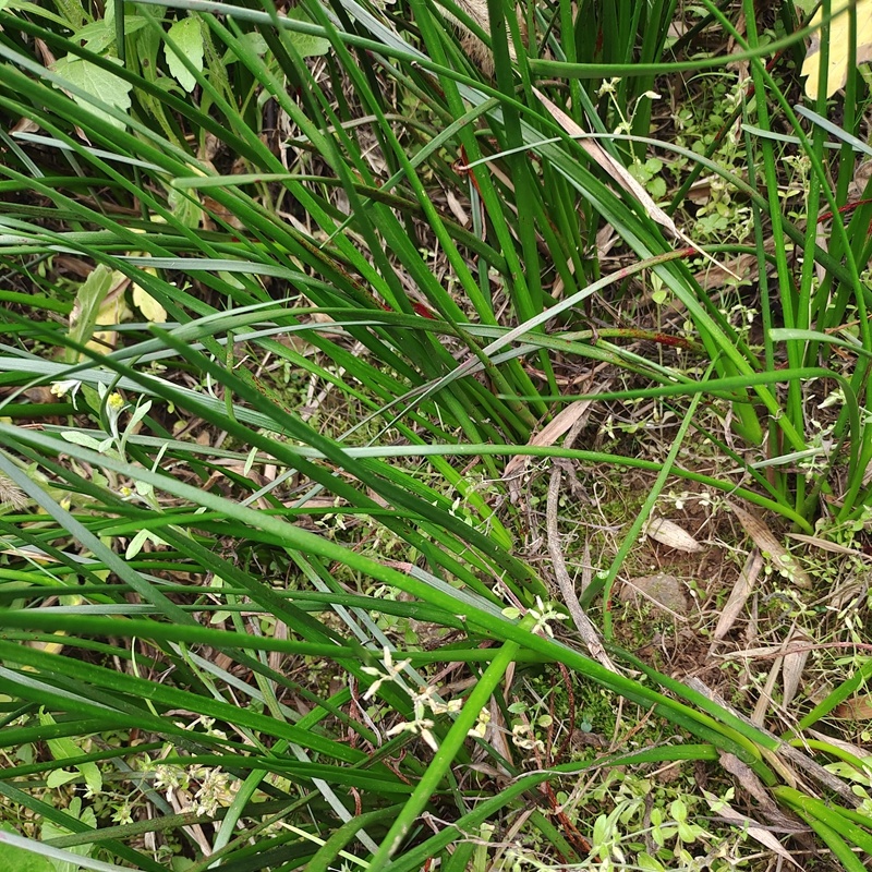白花葱兰花苗韭莲云南红花风雨兰种球湖道路绿化花卉植物