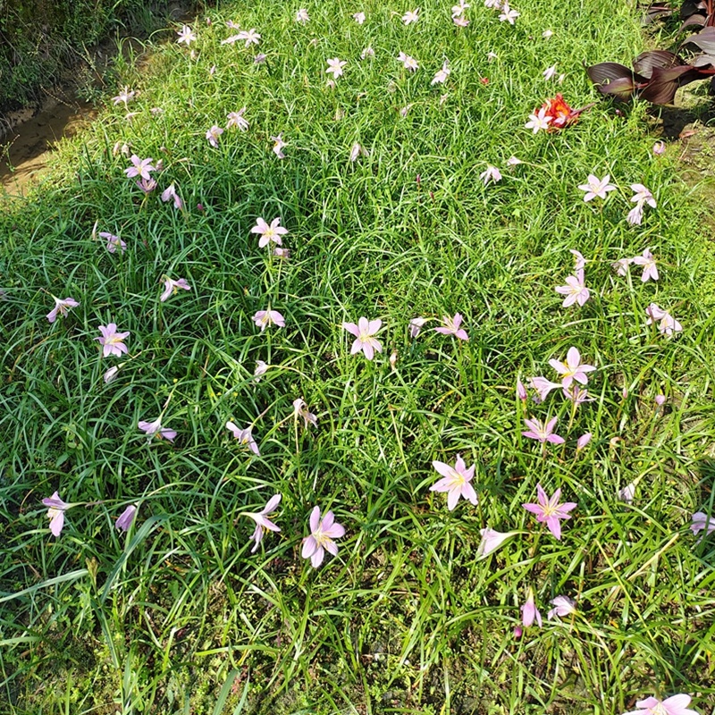 白花葱兰花苗韭莲云南红花风雨兰种球湖道路绿化花卉植物