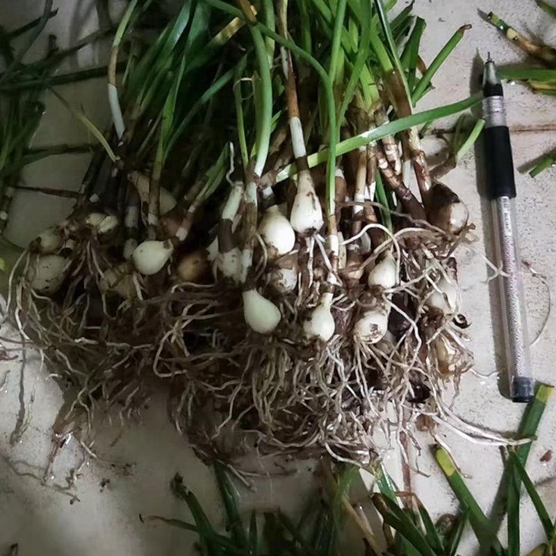 白花葱兰花苗韭莲云南红花风雨兰种球湖道路绿化花卉植物