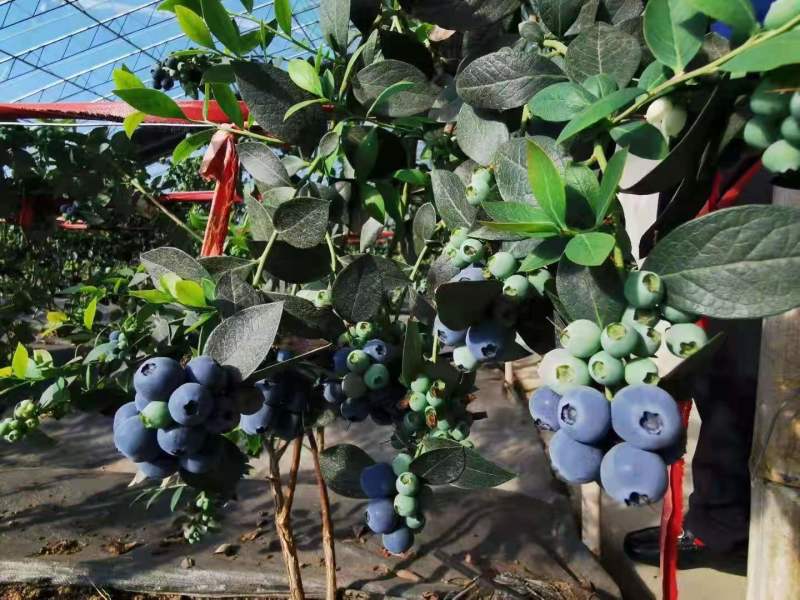 组培蓝莓树苗电商蓝莓苗包品种提供种植技术