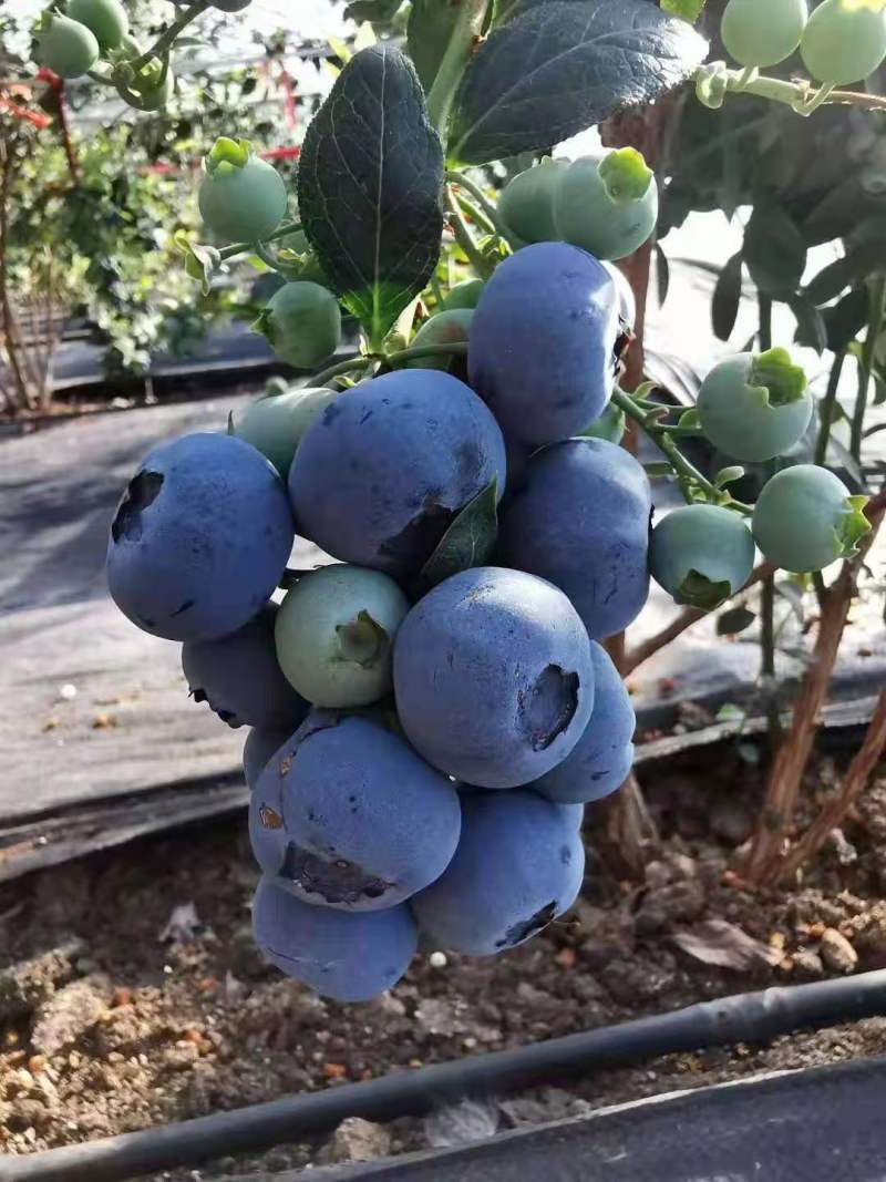 组培蓝莓树苗电商蓝莓苗包品种提供种植技术