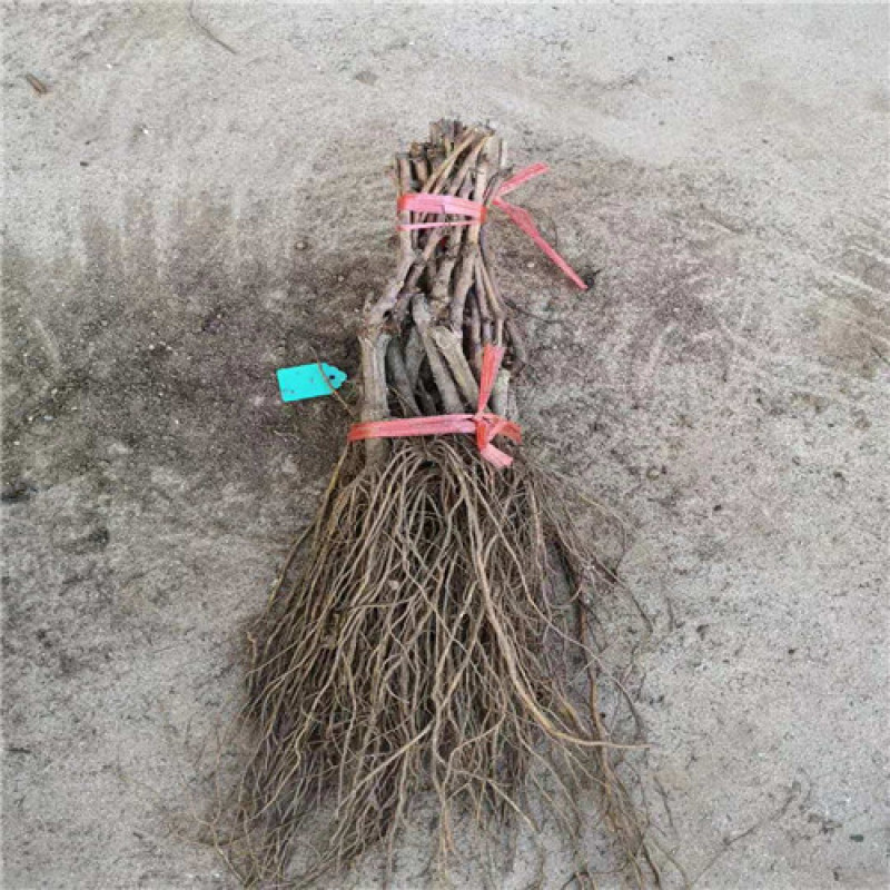 阳光玫瑰葡萄苗嫁接葡萄苗育苗基地红提葡萄苗