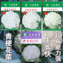 力禾种苗青梗松花菜种子系列台湾进口白花菜大田基地种植