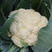 力禾种苗青梗松花菜种子系列台湾进口白花菜大田基地种植