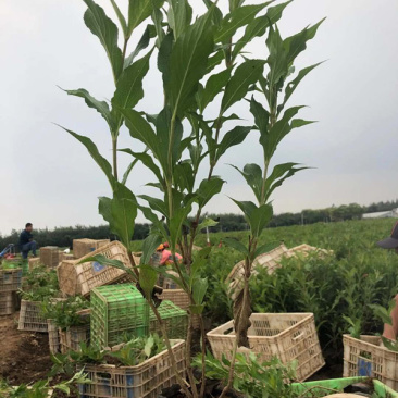 庭院绿化锦带花红王子锦带批发枝条均匀长势好