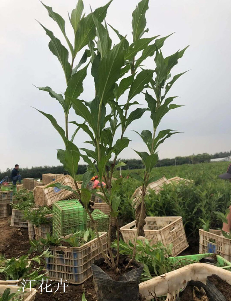 庭院绿化锦带花红王子锦带批发枝条均匀长势好