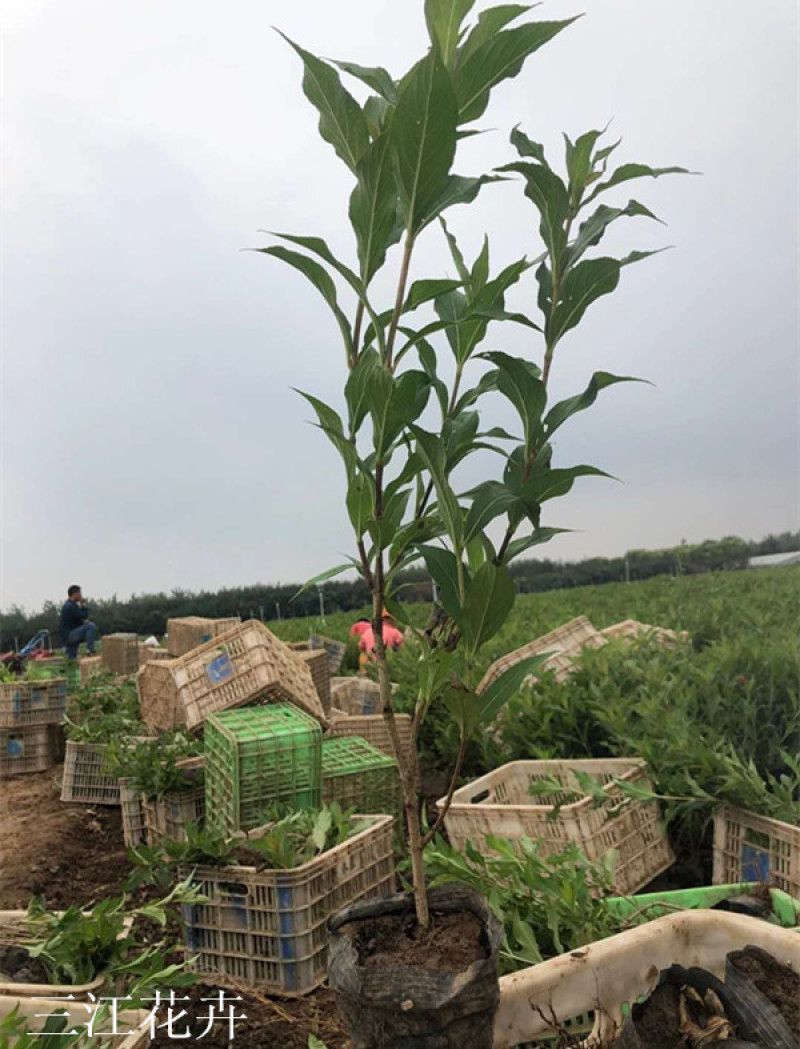 庭院绿化锦带花红王子锦带批发枝条均匀长势好