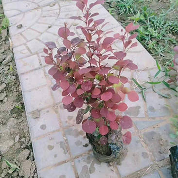 红叶小檗园林绿化小苗色彩艳丽美观耐寒紫叶小檗价格