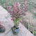 红叶小檗园林绿化小苗色彩艳丽美观耐寒紫叶小檗价格